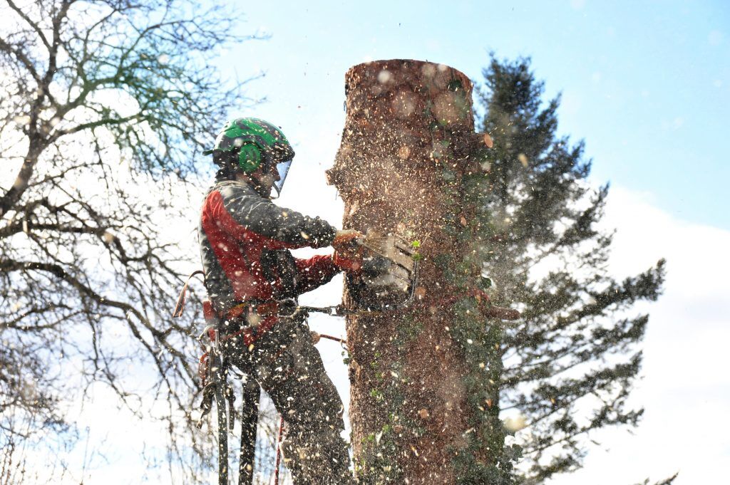 tree care