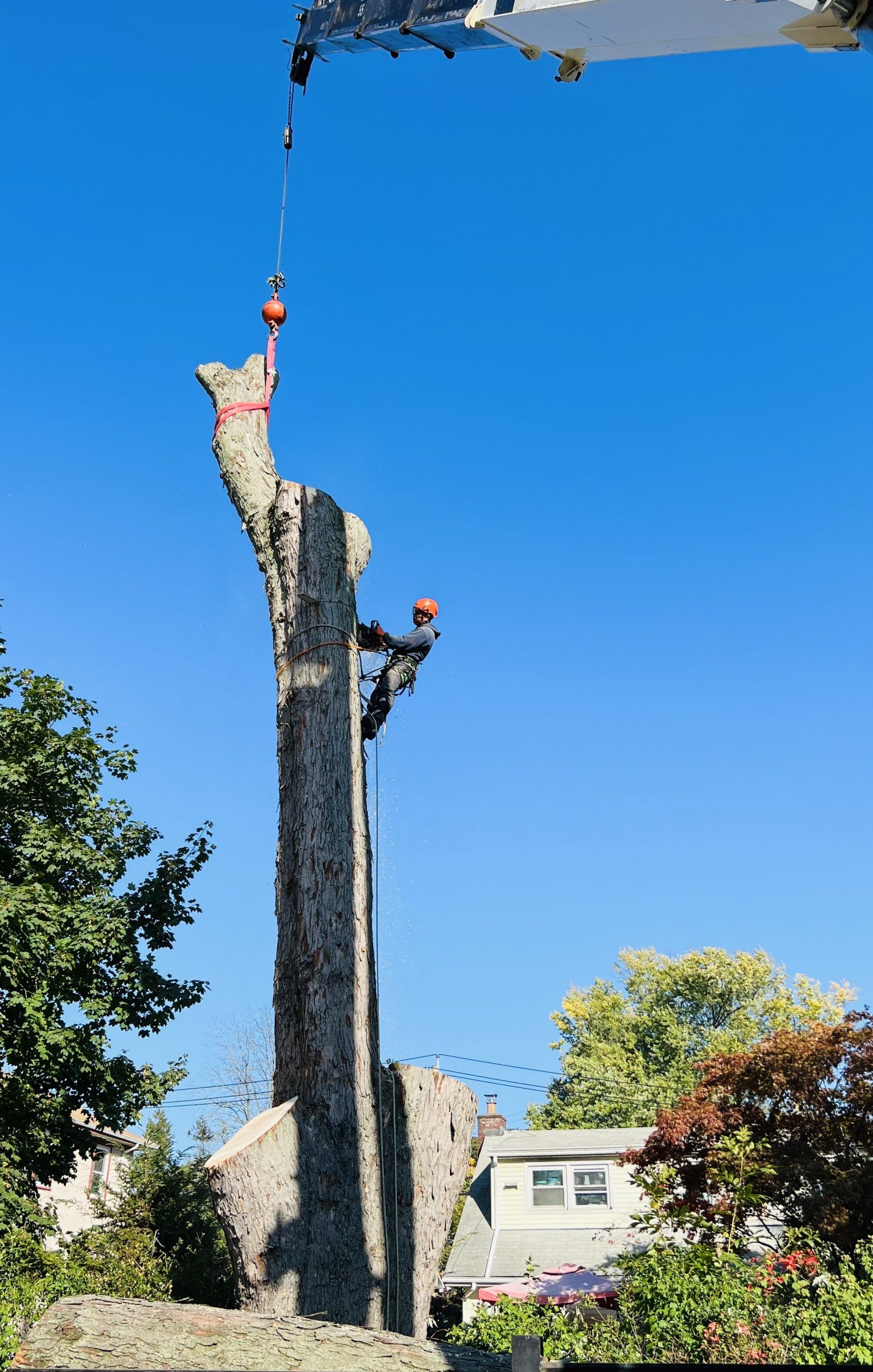 Pro-Tree Outdoor Services - #treemanTan sending a tall stick between the  house and catalpa tree. I was spotting for the person on the pull rope who  was outside of the fence. I